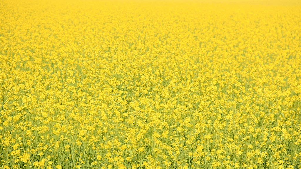 Blooming mustard fields symbolising arrival of spring during Vasant Panchami