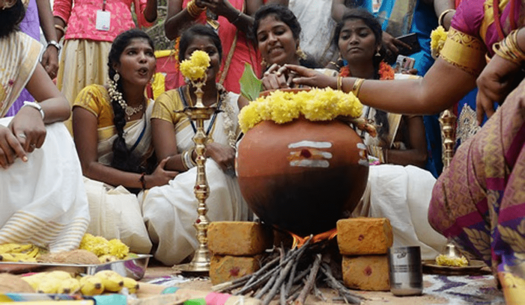 Pongal harvest rituals in Tamil Nadu reflecting Sankranti solar significance