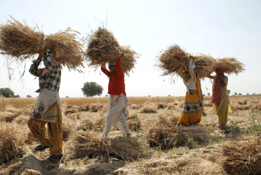 Agricultural fields symbolising completion of crop cycle during Sankranti